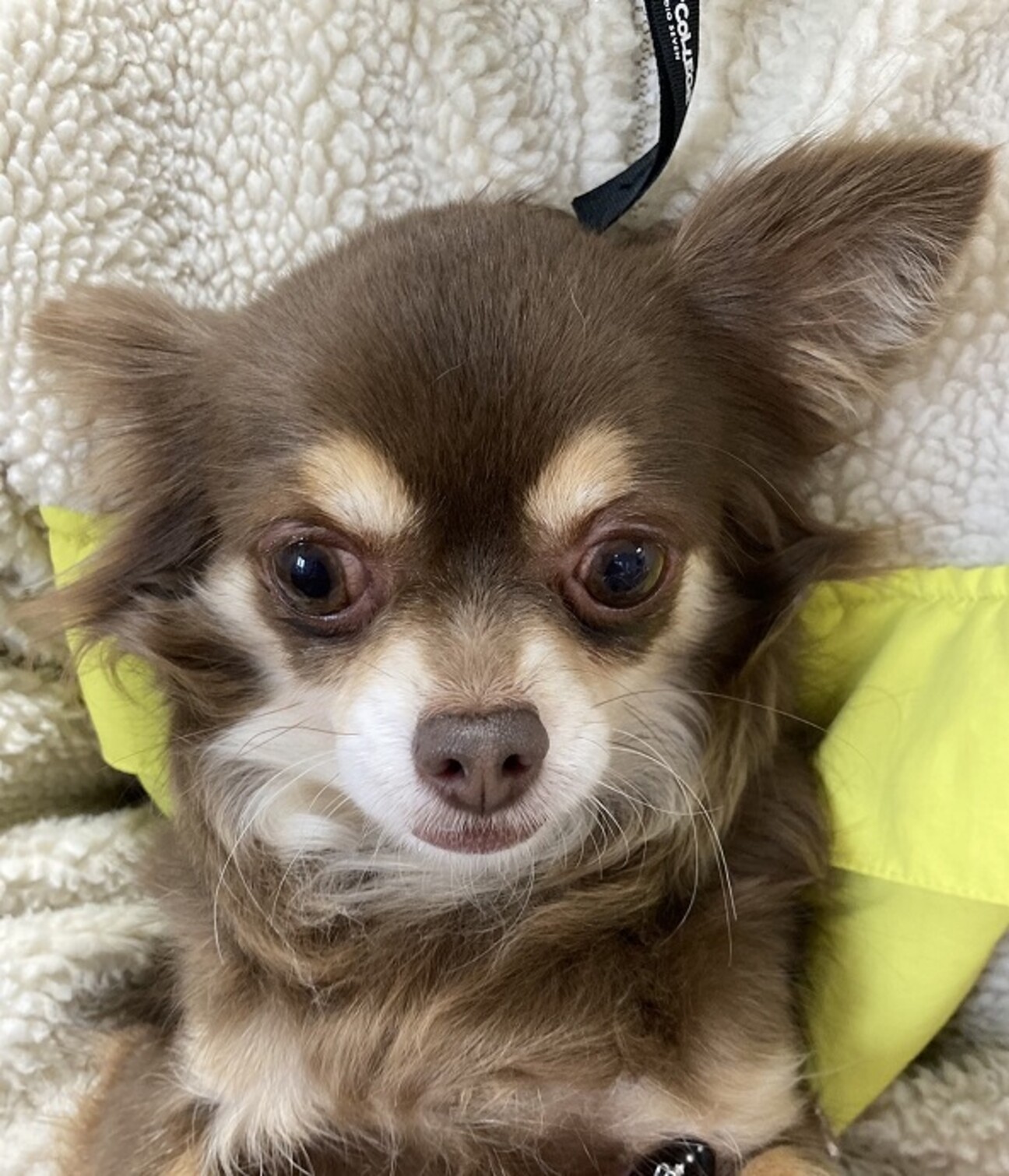 チワワのちーちゃん♀5才」大阪府 - 犬の里親募集(400315) :: ペット