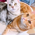 仲良し妹兄ケイン♂ケリー♀6ヶ月位一緒に里親募集！