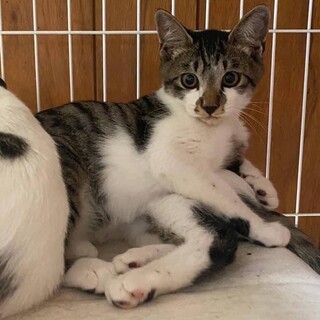 おっとりタイプの甘えん坊、可愛い声で泣きます♡
