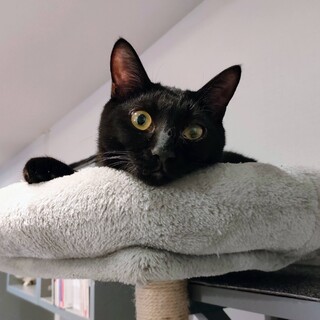 【シッポナ】ボブテールの黒猫男子