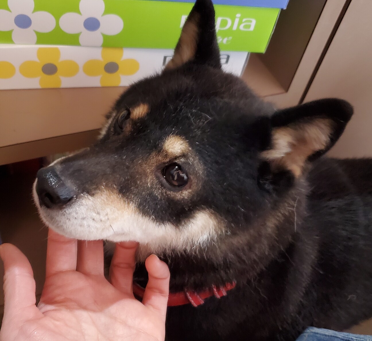 元気でかわいい 黒柴ヴィ 兵庫県 犬の里親募集 ペットのおうち 月間利用者150万人