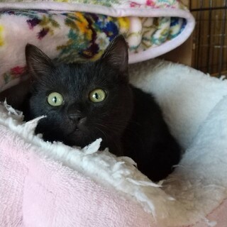 黒虎の元気な子！