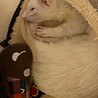 お気に入りのおもちゃ、くわえてベッドまで運んで一緒に寝るぽっくん。