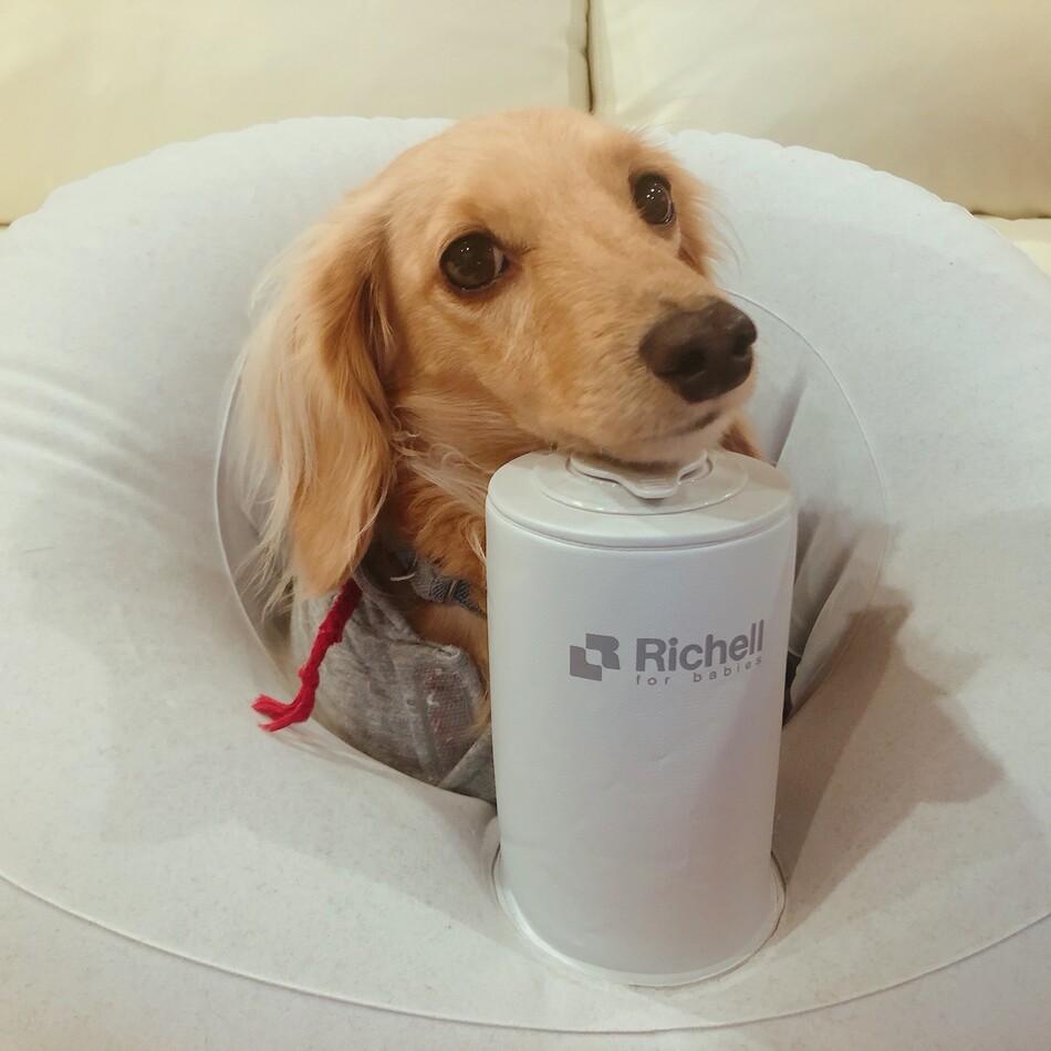 シュークリームのカバー写真