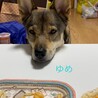 我が家に来て5年目になりました。