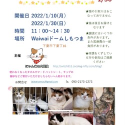 保護猫譲渡会 waiwaiドームしもつま1/30