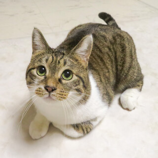 人が大好き☆ガルボくん☆男の子