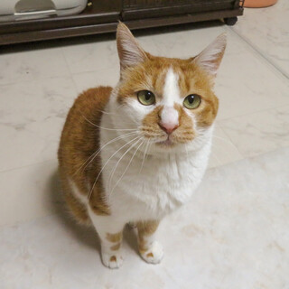 ぷっちょ君☆男の子☆3歳くらい