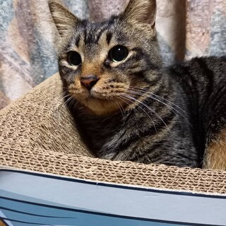 とっても優しい漢☆せんべいさん☆5～6歳