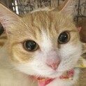 【まるこ】おかげさまで里親様が決まりました。