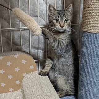 きじにゃんお幸せに♡