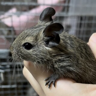 デグー5匹の里親を募集(沢山の応募があり一時停止)