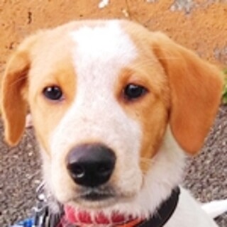 中型犬 ハウンド を含む 犬の里親募集情報 ペットのおうち 月間利用者150万人