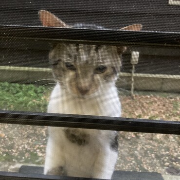 ごはんまだ？