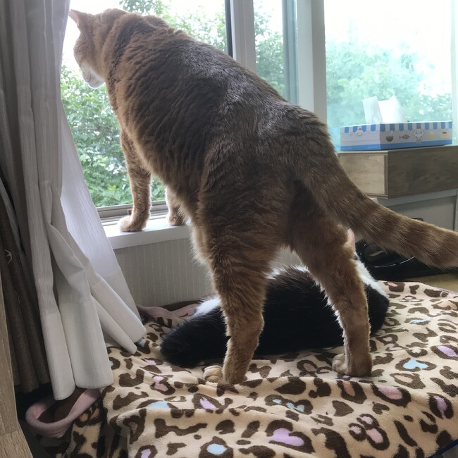 きのこの里のカバー写真