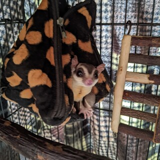 元気なフクロモモンガです！