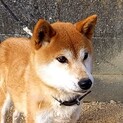 柴犬　優良血統の女の子達　