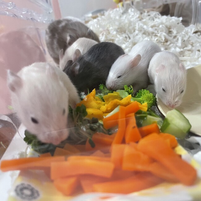 ごまむぎさんのカバー写真