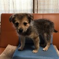 2ヶ月半くらい くうちゃん(^-^)