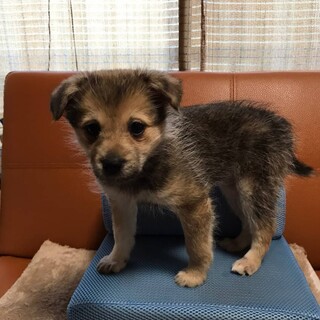 2ヶ月半くらい くうちゃん(^-^)