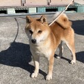 里親募集中！　柴犬