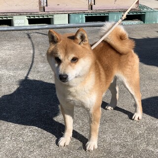 里親募集中！　柴犬