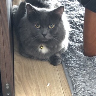 とても愛らしい子です