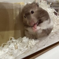 むぎ