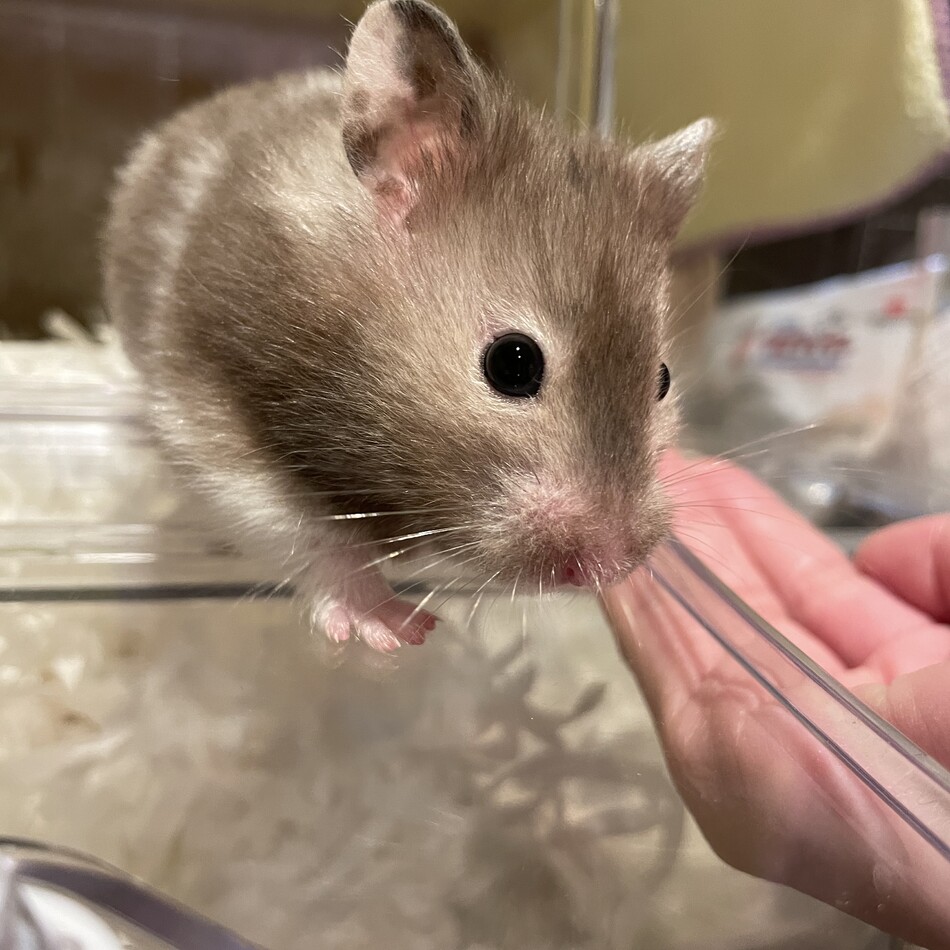 むぎのカバー写真