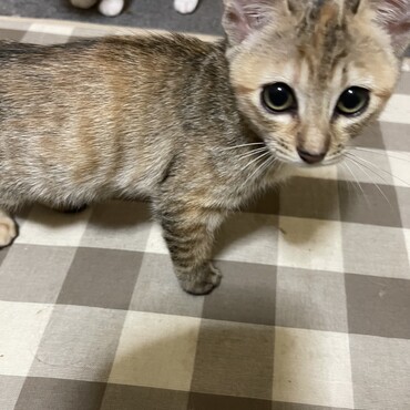 キジトラちゃんです