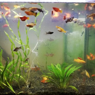 モリー、プラティ、水槽具