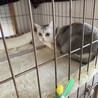 チャオちゃん