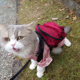 猫アレルギー出にくい大型猫ちゃん