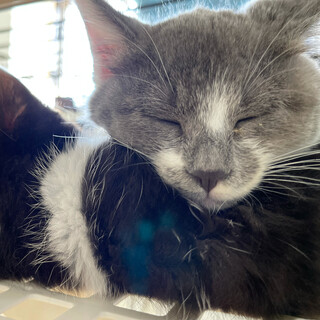 子猫メス（２ヶ月半）おもしろい性格の白グレイ猫