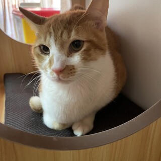 仲良し4きょうだい♡あまえた男子『ようちゃん』