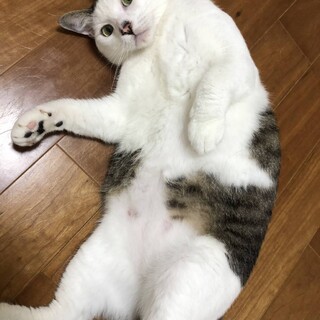 お問合せがあり一旦停止中です(キューちゃん)