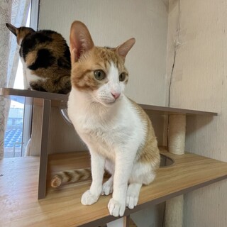 甘えたぼうや♡しま茶白男子『チャロくん』