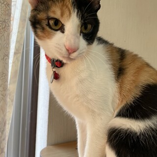 仲良し4きょうだい♡はりきり三毛女子『ふうちゃん』