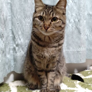 美猫☆キジトラのゆずちゃん