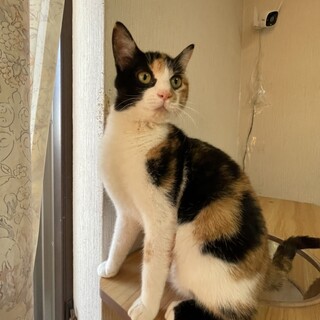 仲良し4きょうだい♡おっとり三毛女子『ひいちゃん』