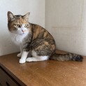 1才くらいの三毛猫の女の子