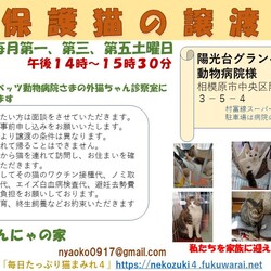 みんにゃの家 保護猫の譲渡会