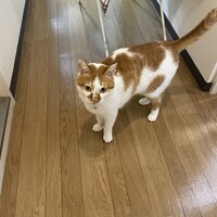 マチ