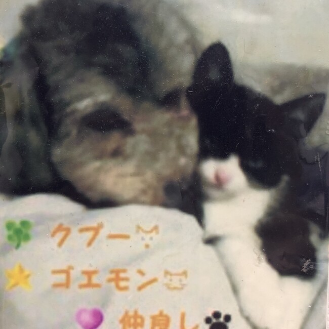 クプちゃんのカバー写真