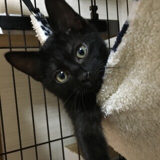 【4/24⭐️堺東にて里親会】参加猫ルパンくん