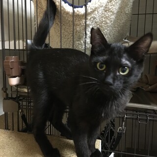 【6/26⭐️堺東にて里親会】参加猫チャーリーくん