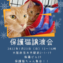 保護猫譲渡会