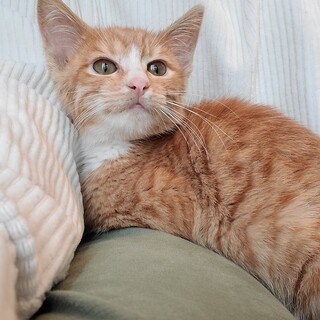 茶トラ★女の子★子猫