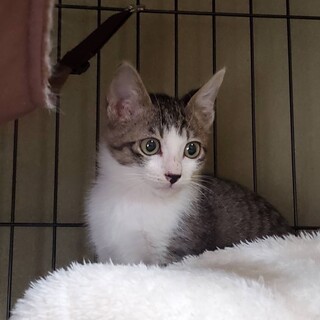 キジトラにゃんこ♪美人のうーたん⭐︎