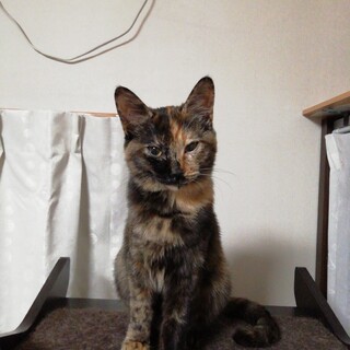 甘えん坊☆サビ柄のあずき